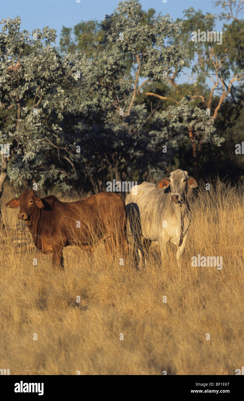 Beef farming cattle, outback savanna, Queensland Australia Stock Photo