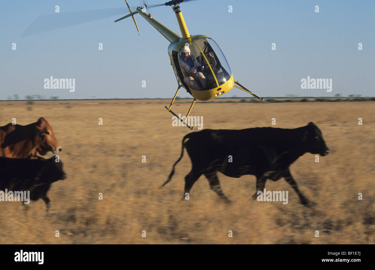 Mustering cattle with helicopter, Cattle station ranch, outback