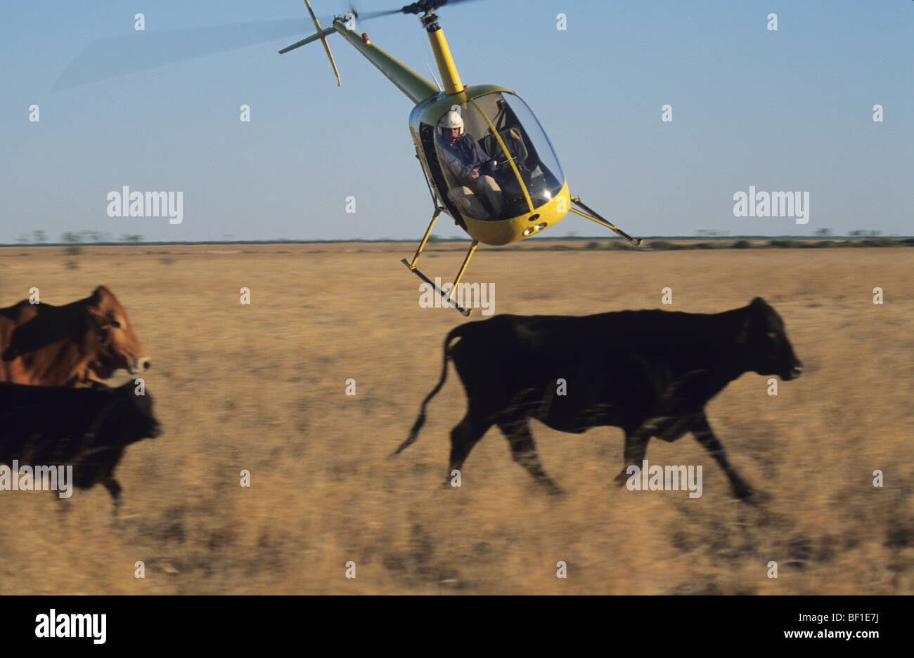 Mustering cattle with helicopter, Cattle station ranch, outback Queensland Australia Stock Photo