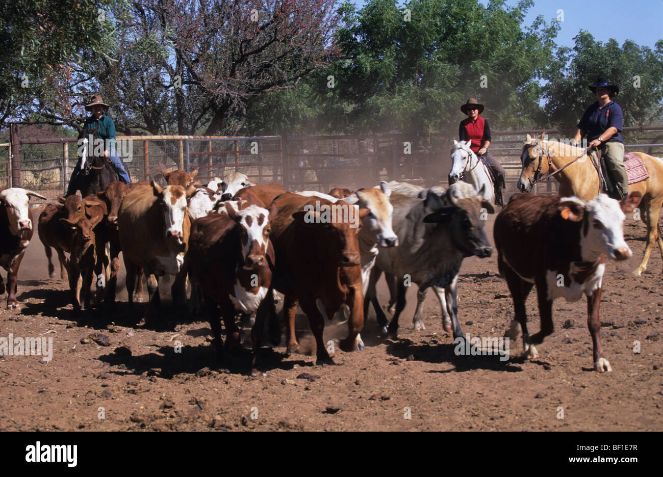 Cattle ranching, cowboys on horseback, mustering cows, tourism ...
