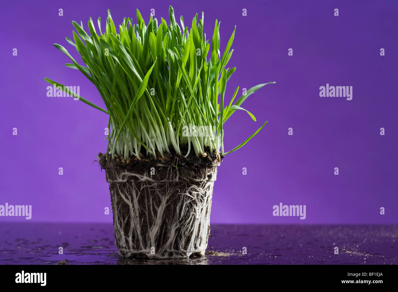 Wheatgrass with exposed roots Stock Photo Alamy