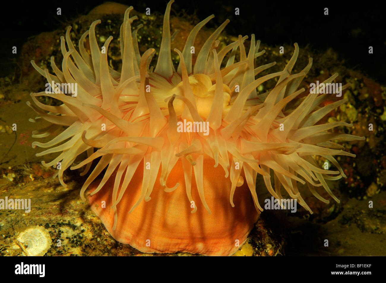 Urticina crassicornis, Northern Red Anemone, Seaanemone, Paintet  Urticina, White Sea, Russia Stock Photo