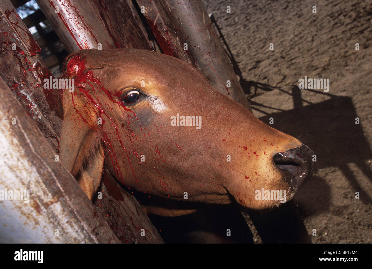 Cow Subjected To Terrible Inhumane Treatment And Suffering Horns Cut Off Ears Pierced And Cut Branded Traumatized Australia Stock Photo Alamy