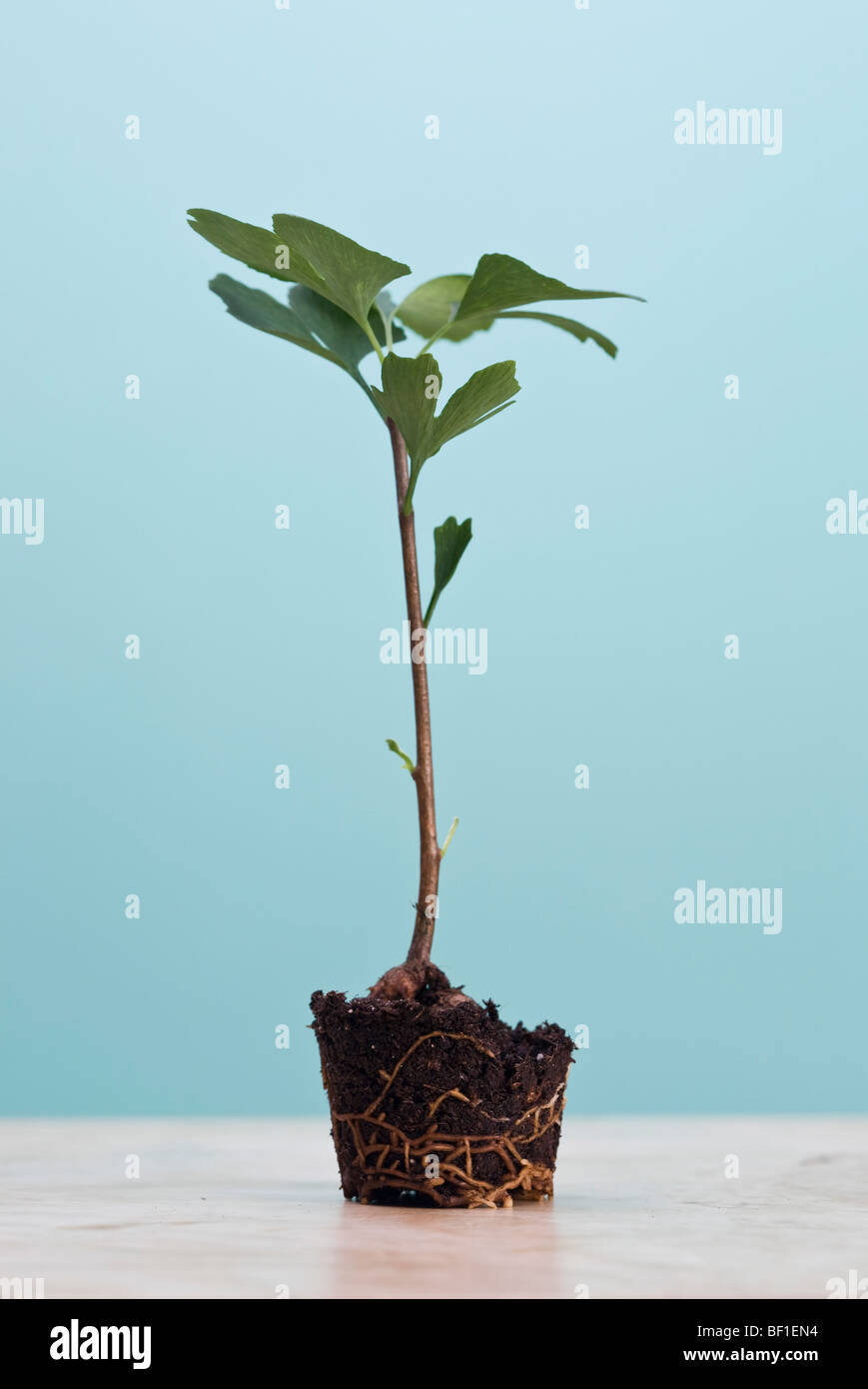 A ginkgo tree with exposed roots Stock Photo Alamy