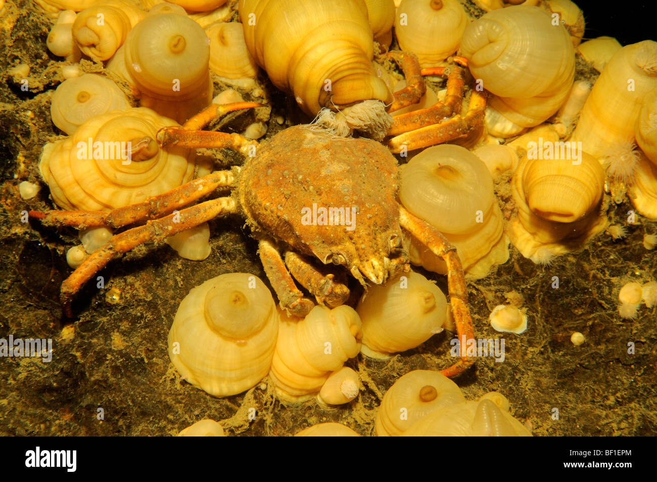 Hyas araneus, Great spider crab, White Sea, Russia Stock Photo