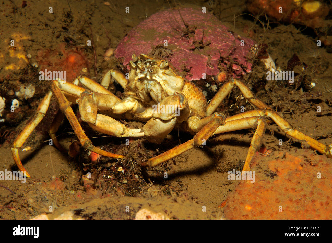 Hyas araneus, Great spider crab, White Sea, Russia Stock Photo