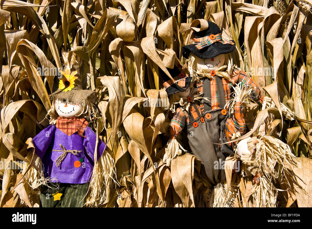 Scarecrow in corn field hires stock photography and images Alamy