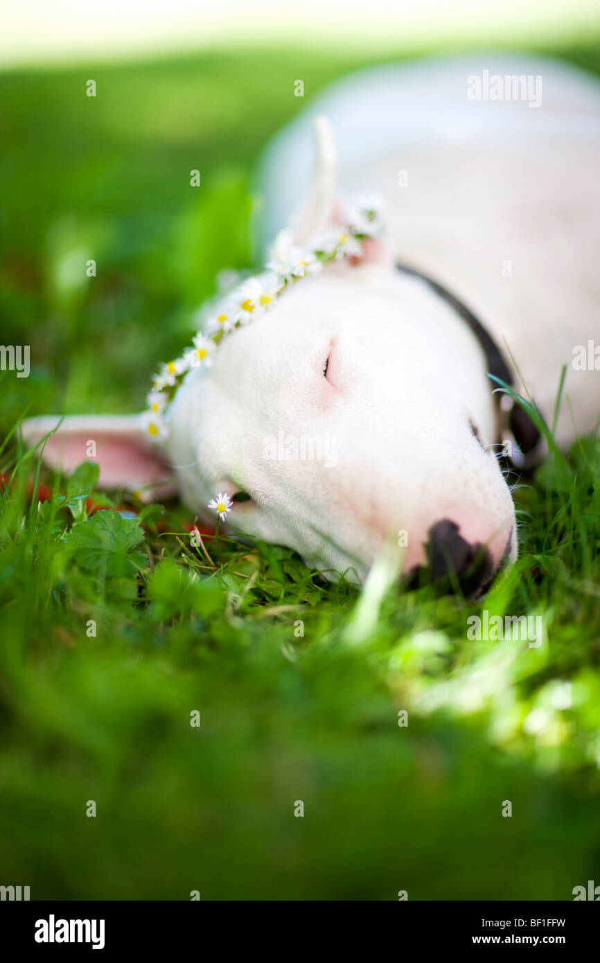 Bull terrier lying in the grass, Sweden. Stock Photo