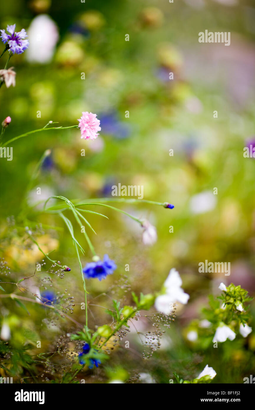 A flowerbed, Sweden. Stock Photo