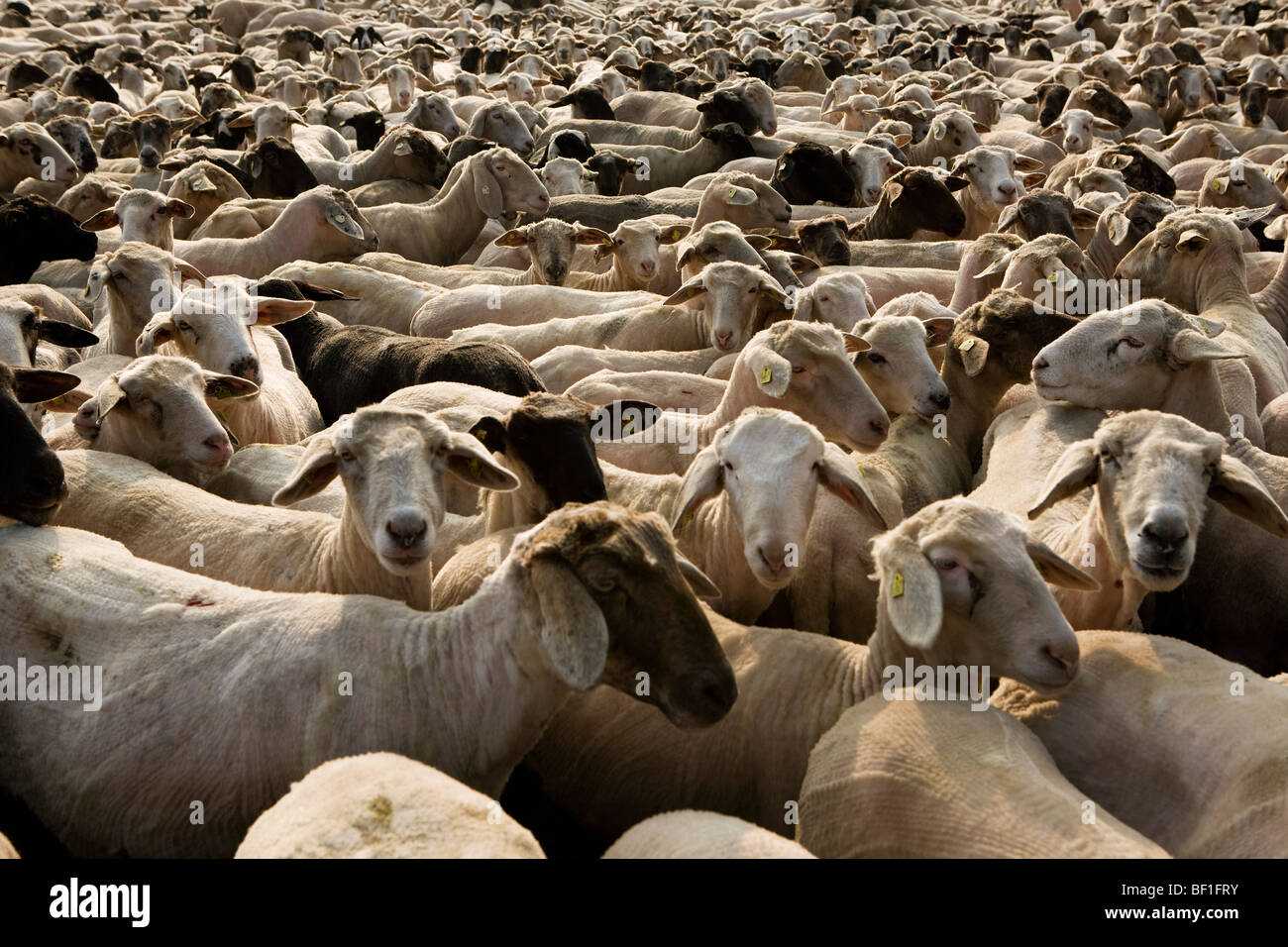 A flock of sheep, full frame Stock Photo