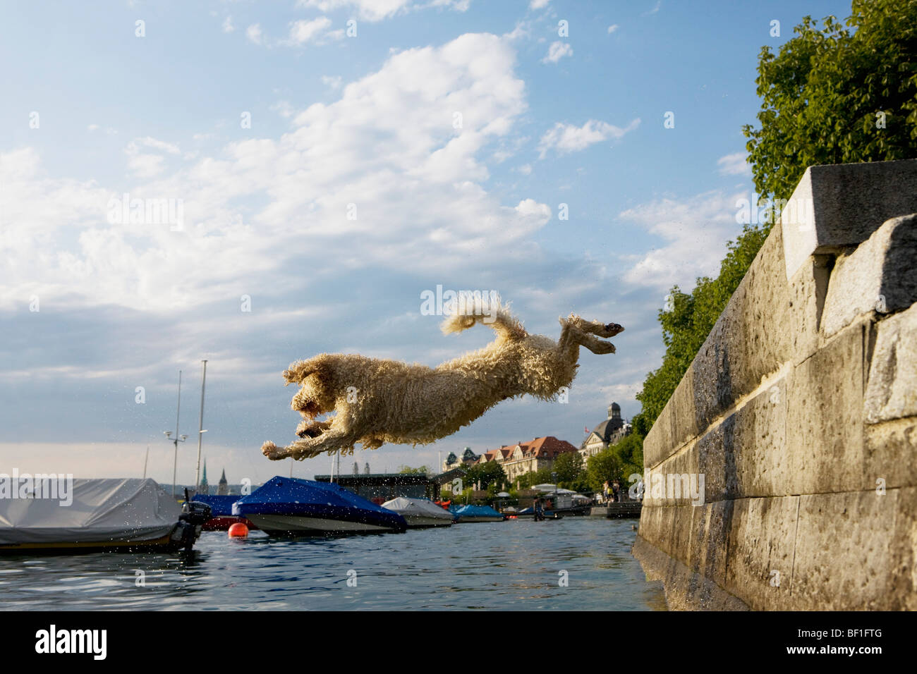 A Spanish Waterdog jumping into the sea Stock Photo