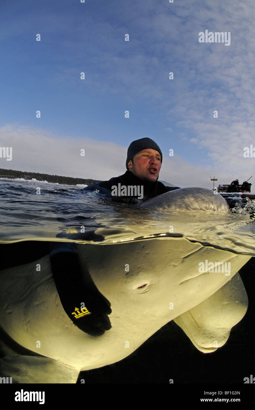 Delphinapterus leucas, White Whale, Beluga, belukha, Sea Canary, White Sea, Russia Stock Photo