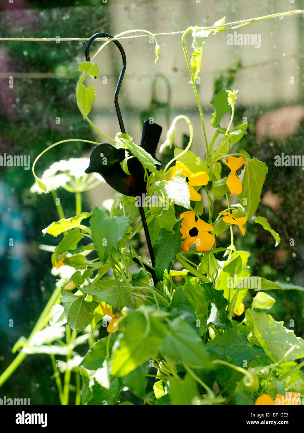 Blackeyed Susan vine, Sweden Stock Photo Alamy