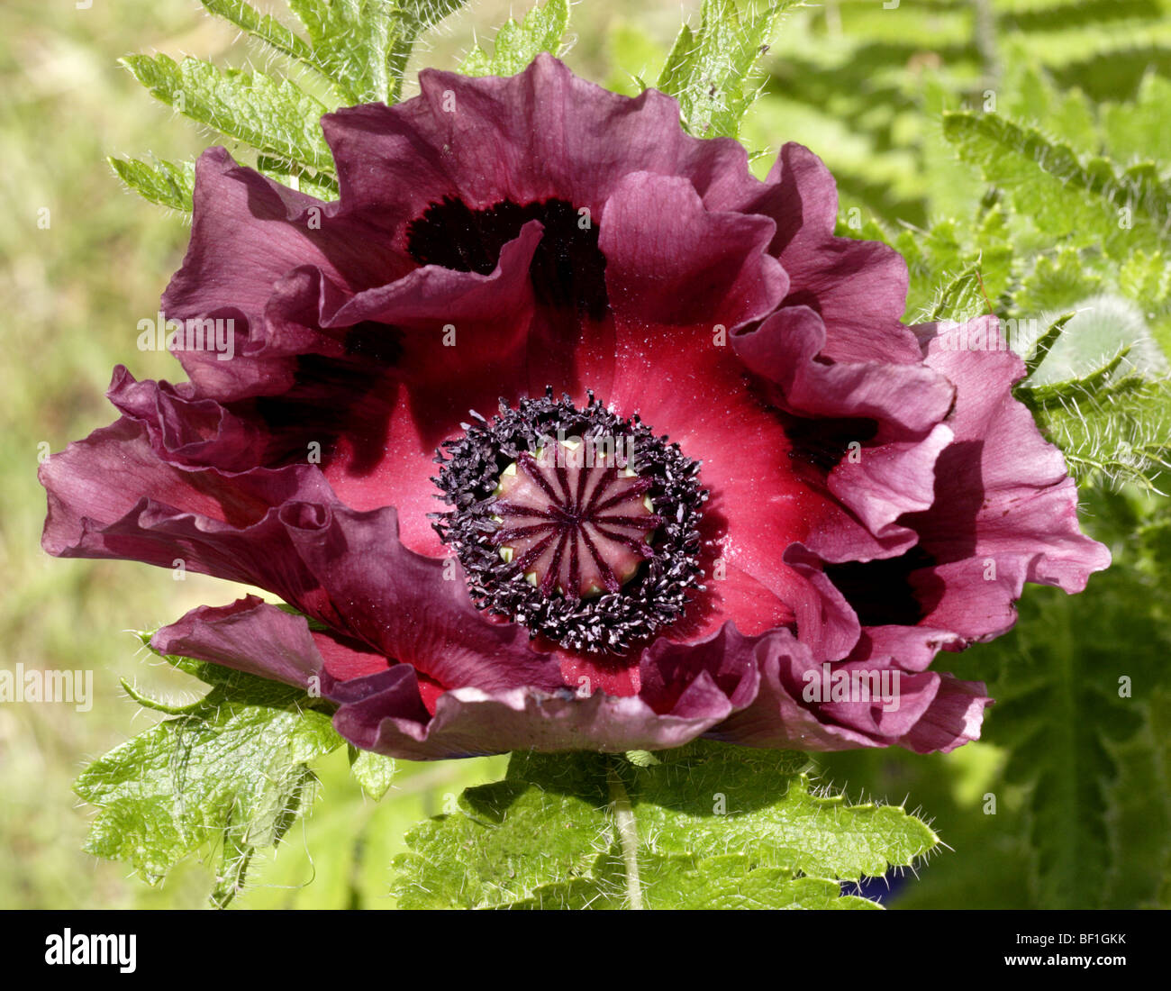 Oriental poppy patty's plum hi-res stock photography and images - Alamy