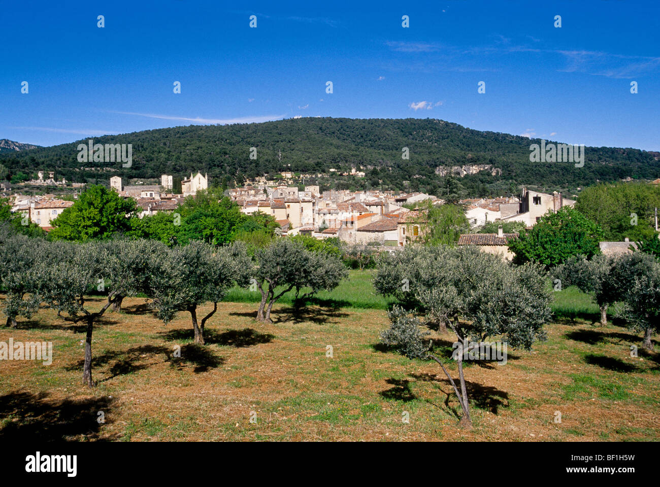 Olive tree field and the Provence village of Aups Stock Photo