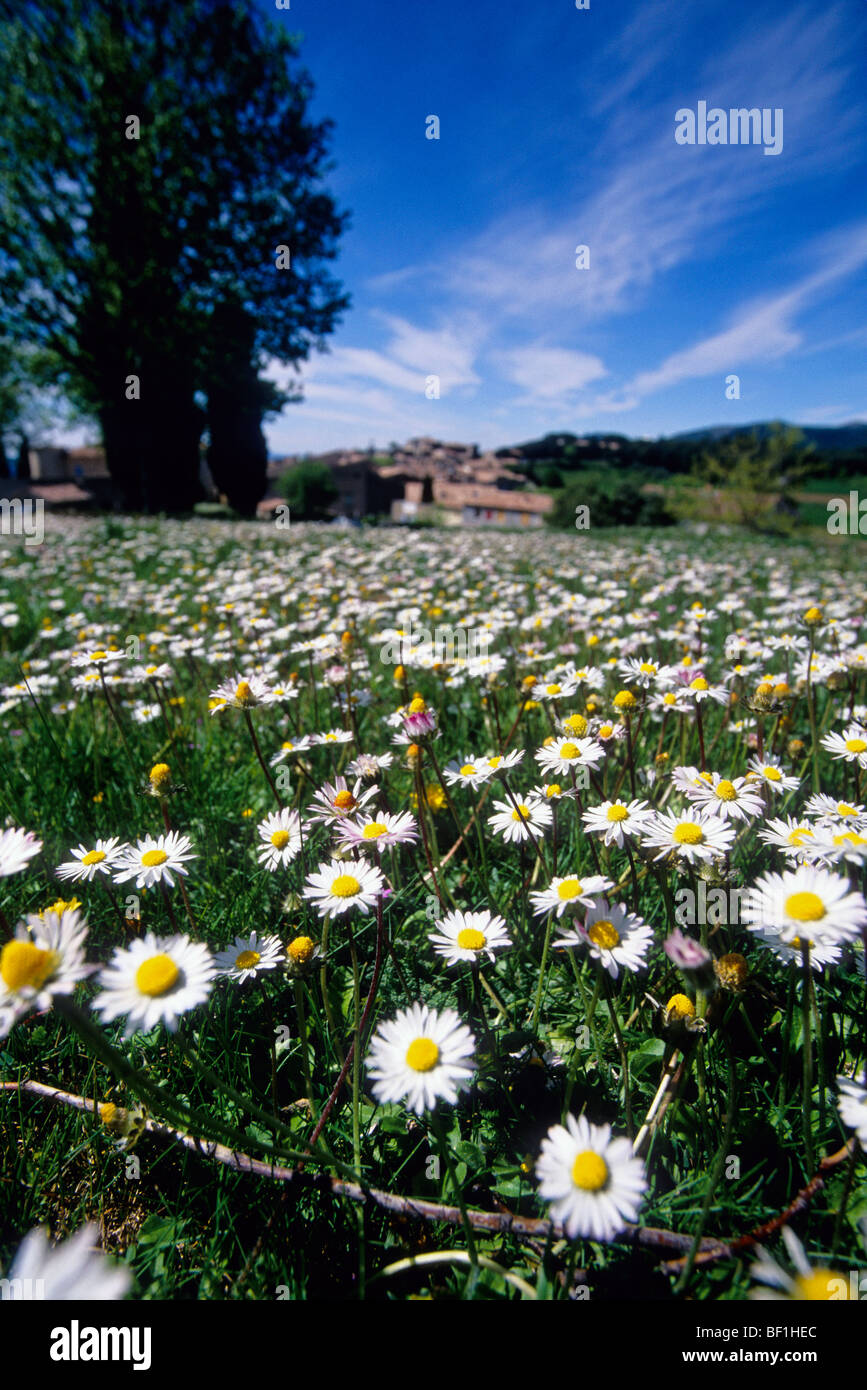 daisy field in the village of Tourtour Stock Photo