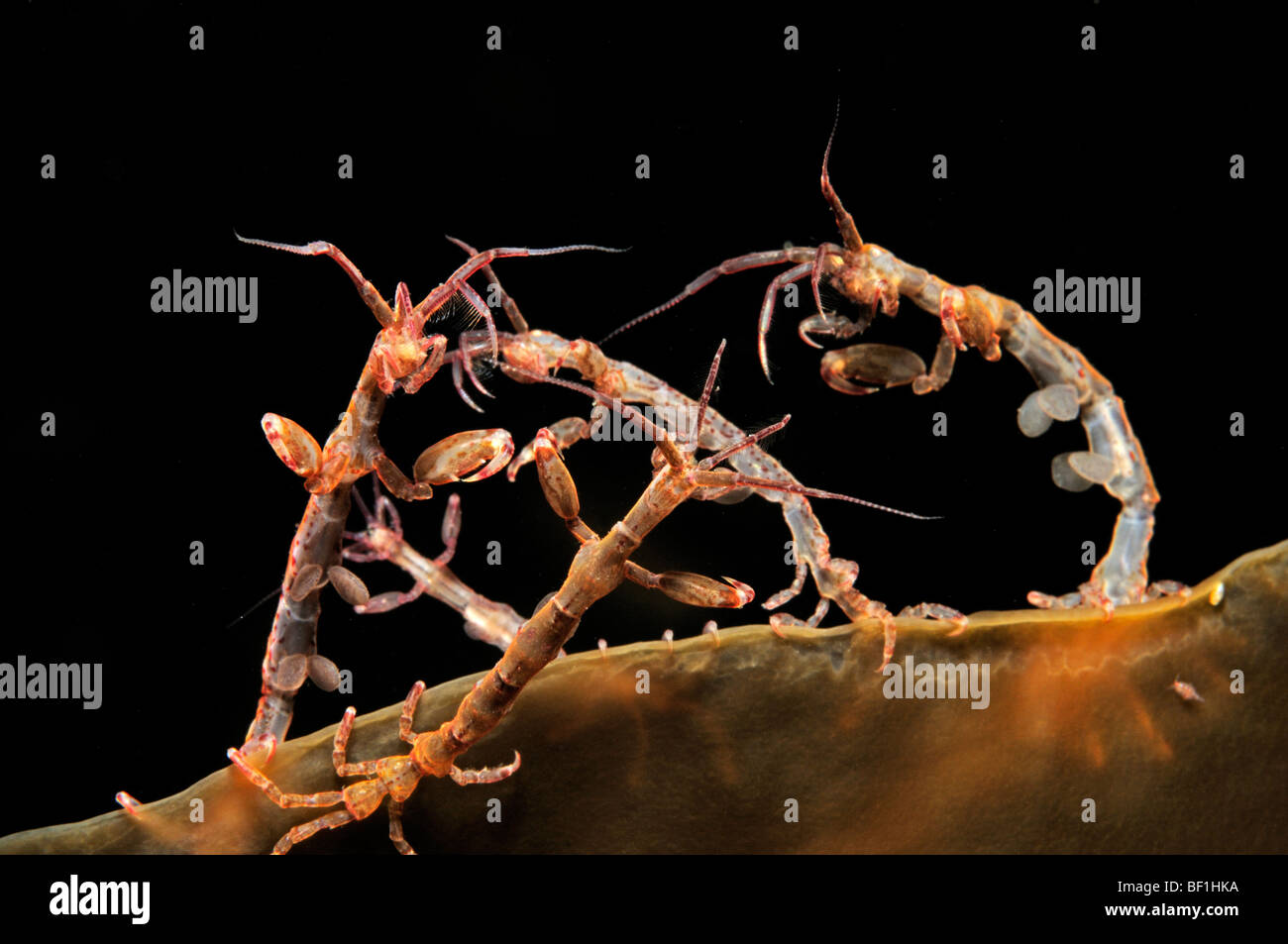 Caprella septentrionalis, skeleton shrimp, White Sea, Russia Stock Photo