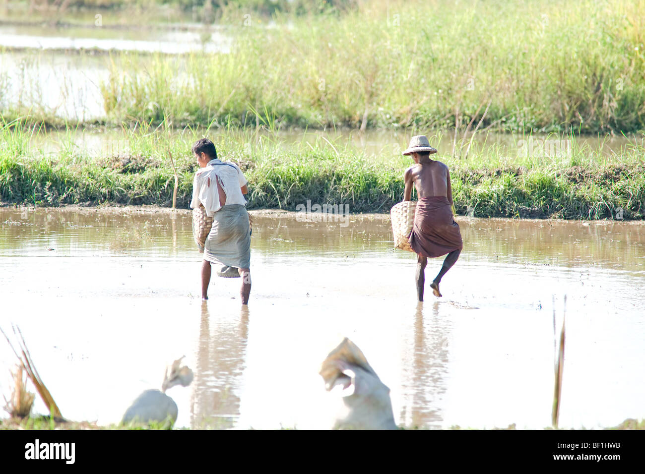 Working In The Rice Field High Resolution Stock Photography and Images ...
