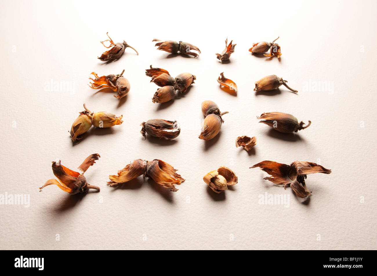 Kentish Cobnuts, a type of Hazlenut Stock Photo