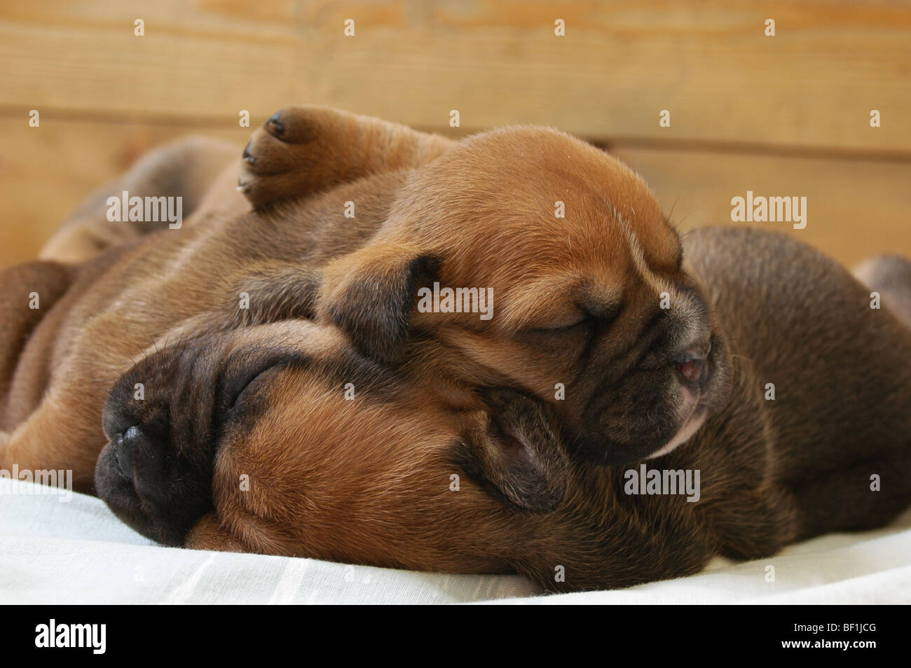Two Ca de Bou puppies Stock Photo - Alamy