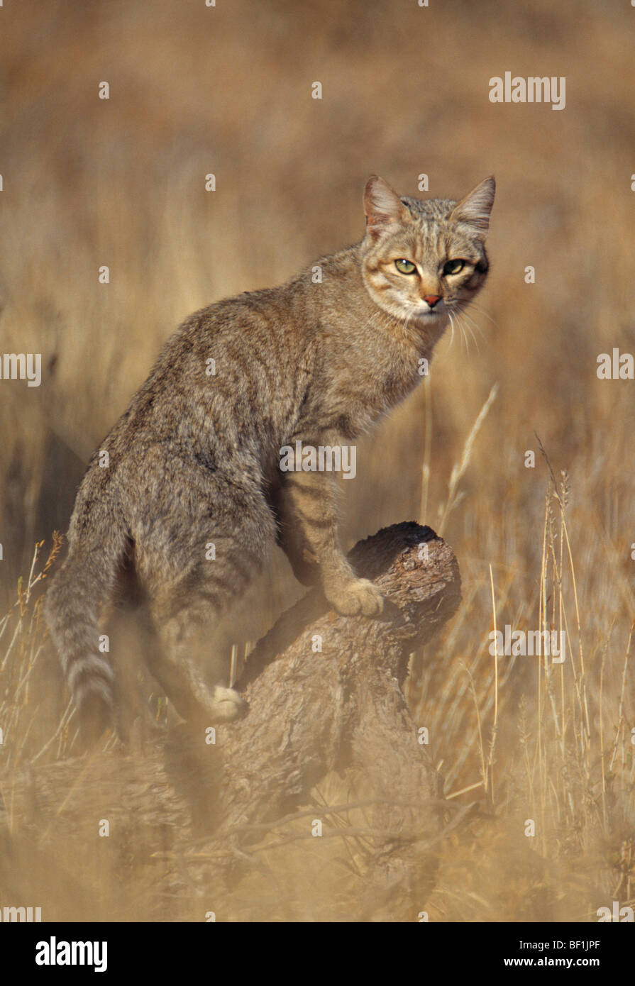 african wildcat, desert cat, felis silvestris lybica Stock Photo