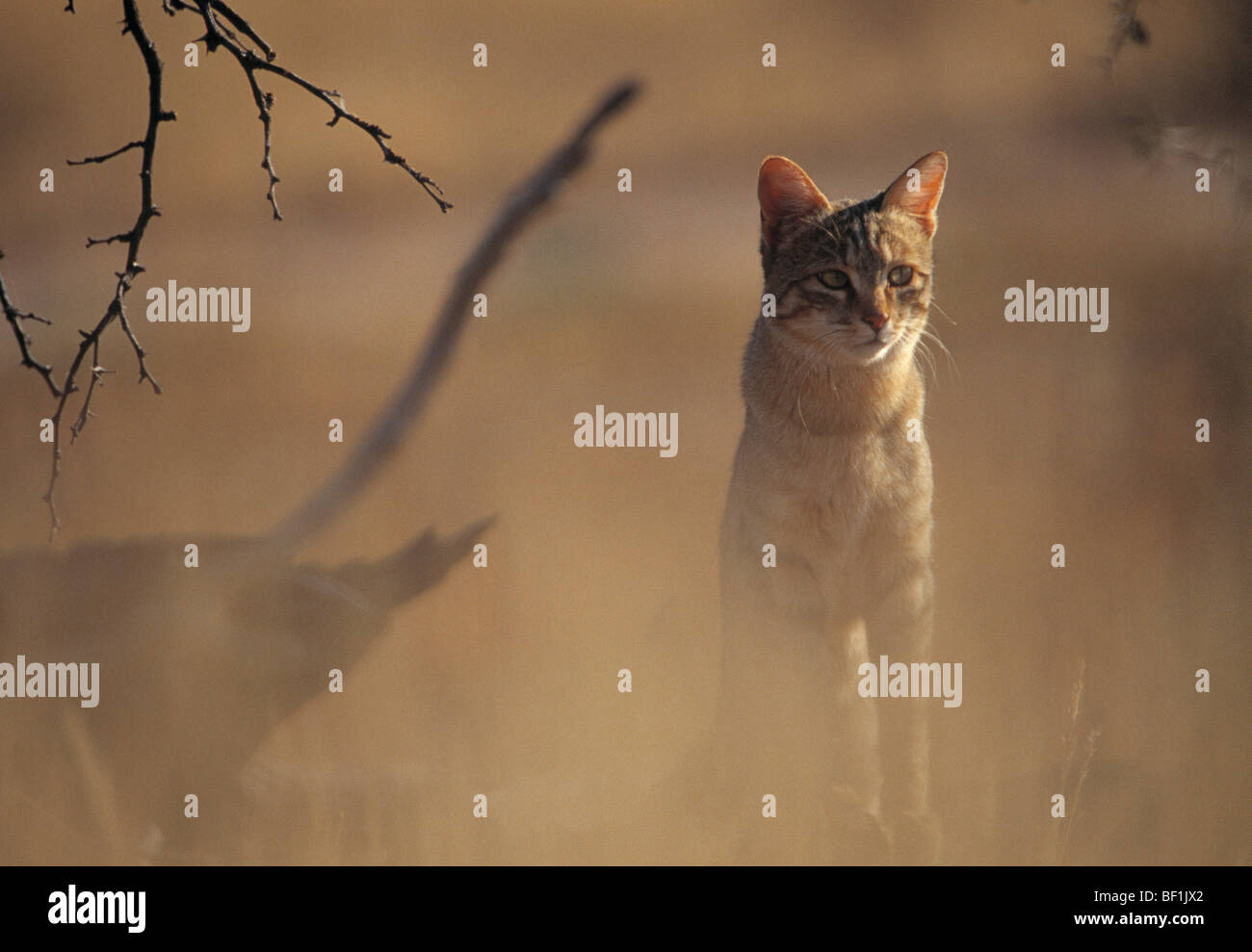 african wildcat, desert cat, felis silvestris lybica Stock Photo