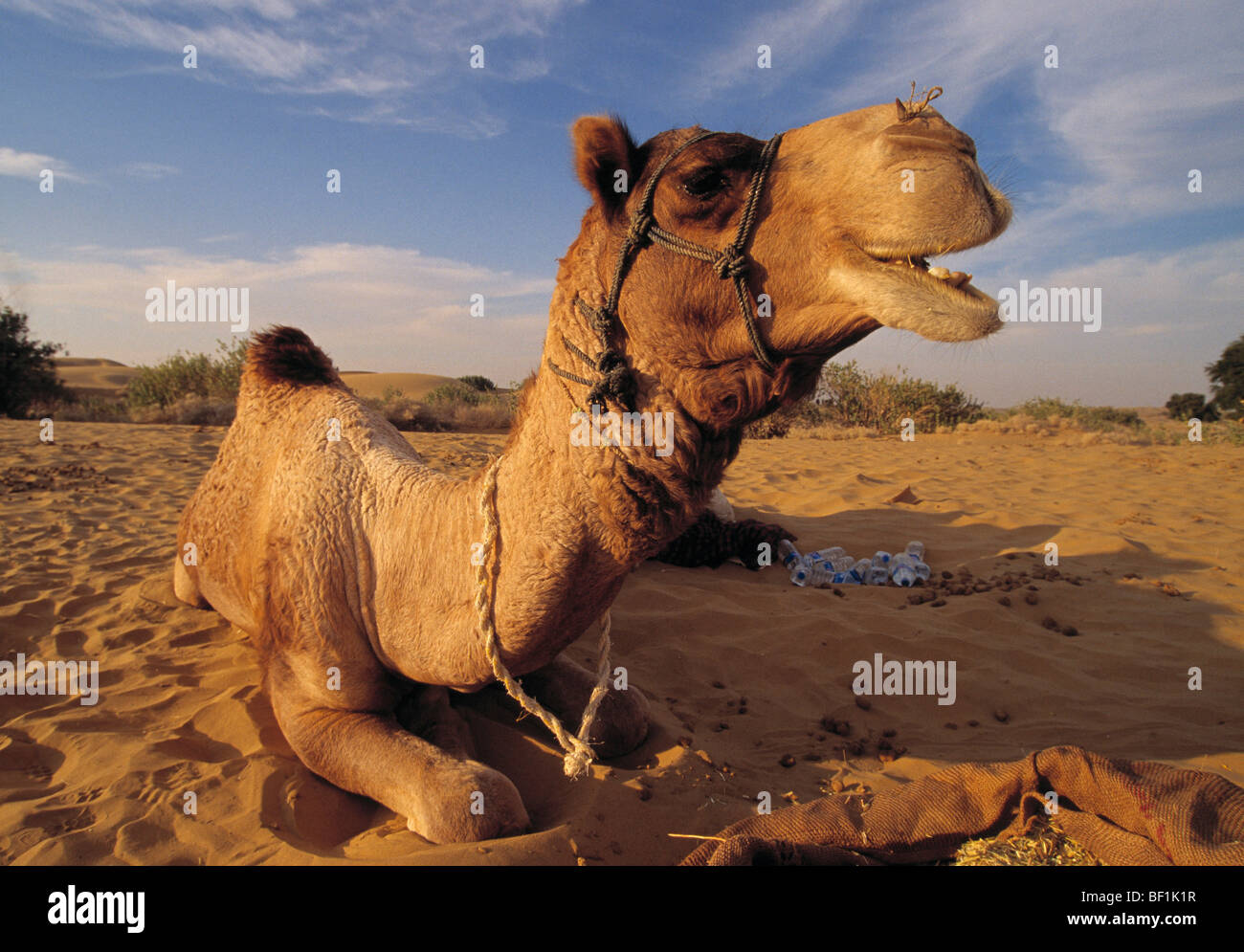 arabian camel, dromedary, camelus dromedarius Stock Photo