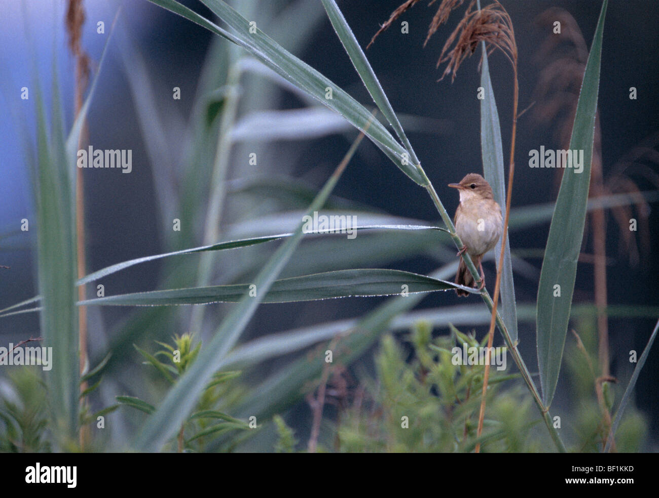 reed warbler, , acrocephalus scirpaceus Stock Photo