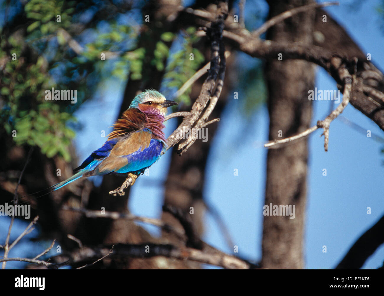 lilac-breasted roller, , coracias caudata, Stock Photo