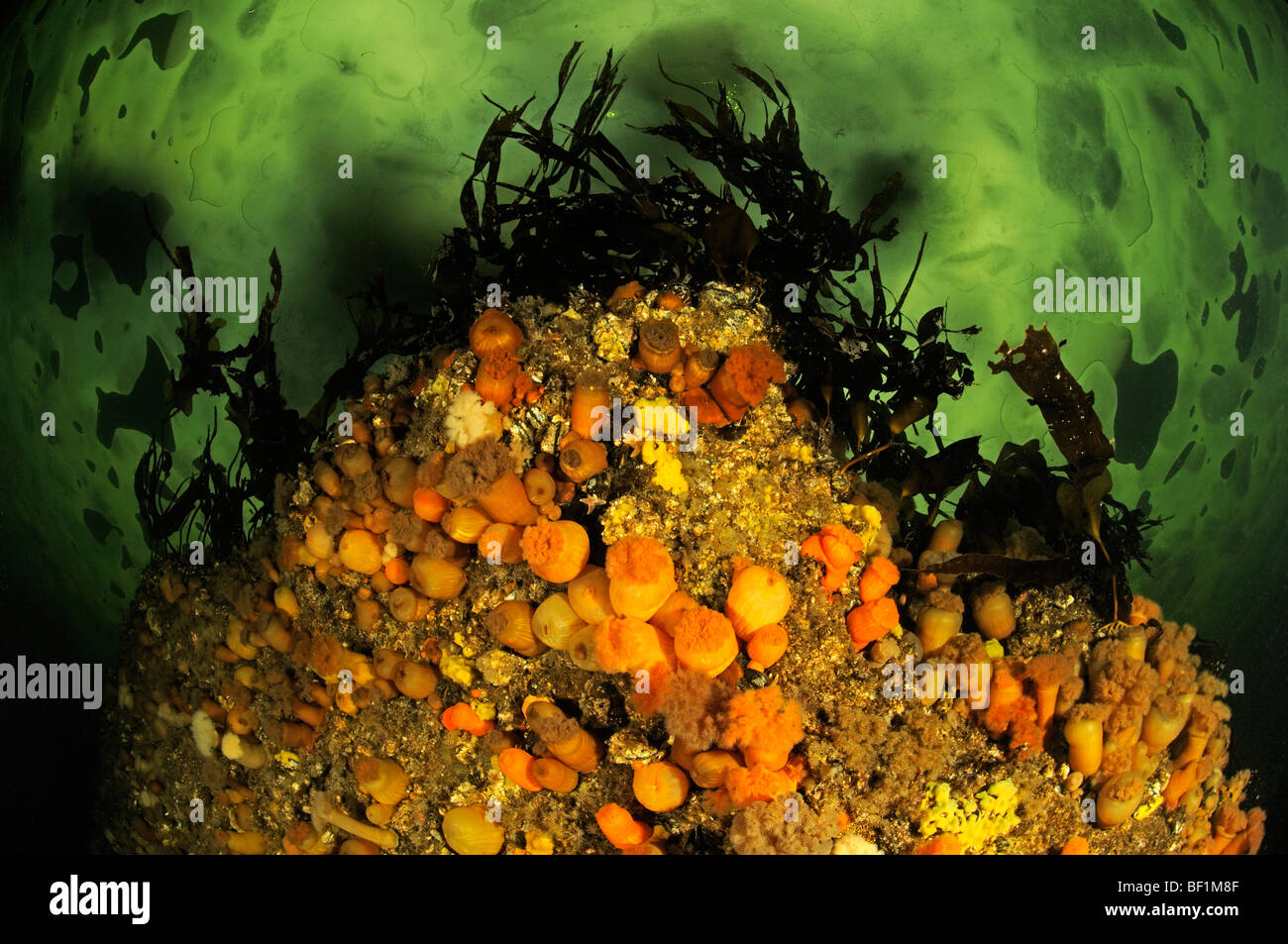 Metridium senile and Laminariales, Brown Sea Anemone and Kelp, White Sea, Russia Stock Photo