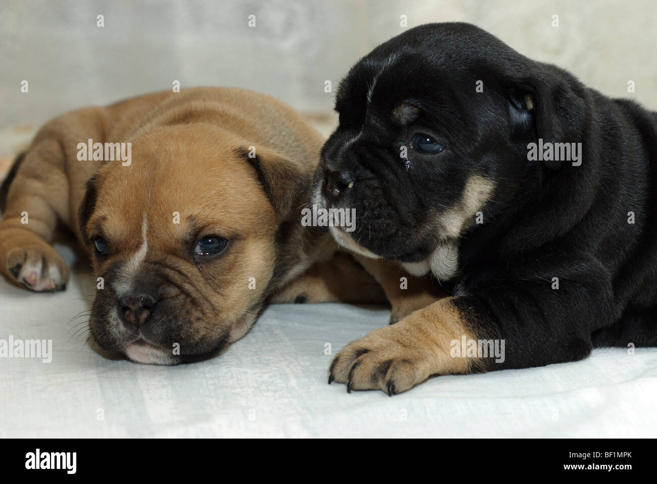 Two Ca de Bou puppies Stock Photo