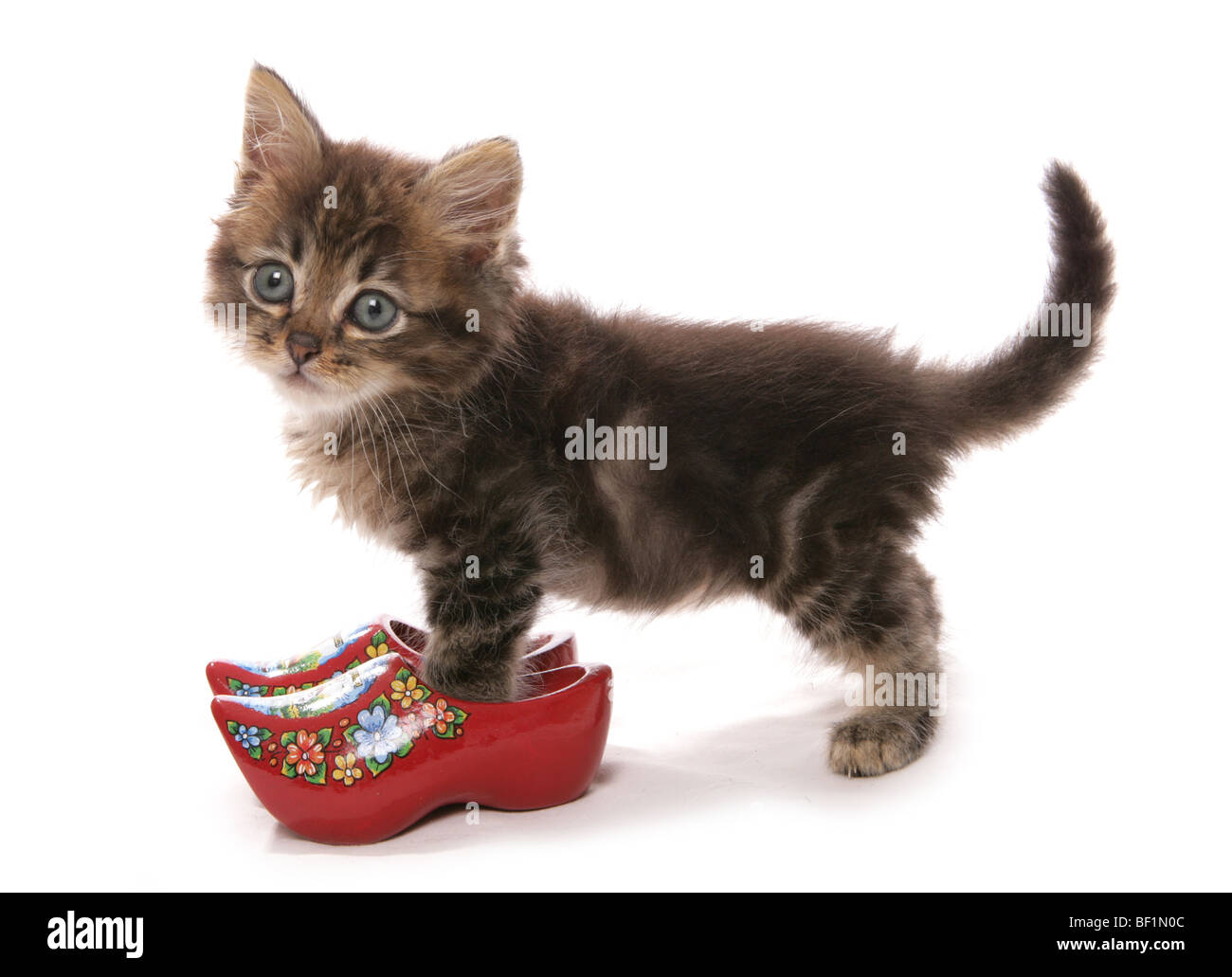 cat clogs