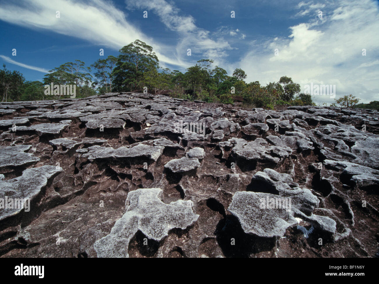malaysia, borneo, sarawak, bako national park, dry coral reef Stock