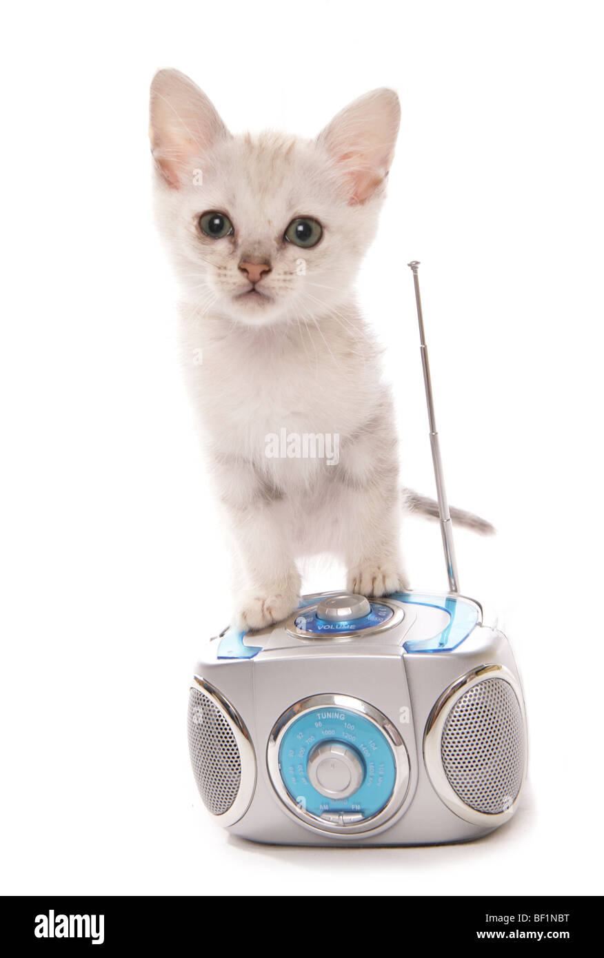 kitten with music getto blaster studio portrait Stock Photo