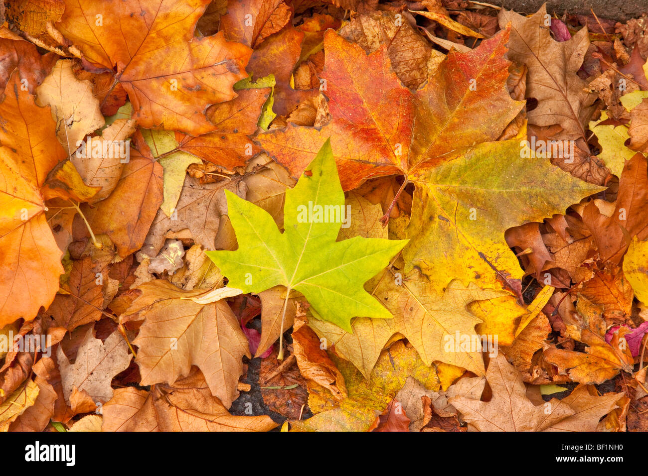 close up of autumn leaves Stock Photo - Alamy