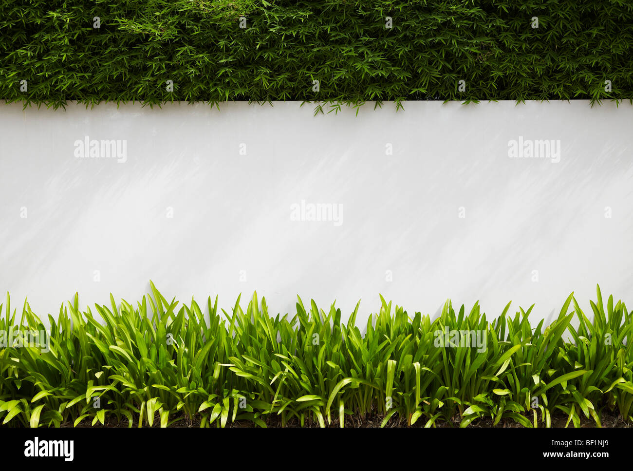 Manicured bamboo, white garden wall and plants Stock Photo