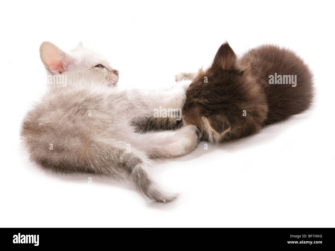 two kittens fighting studio portrait Stock Photo