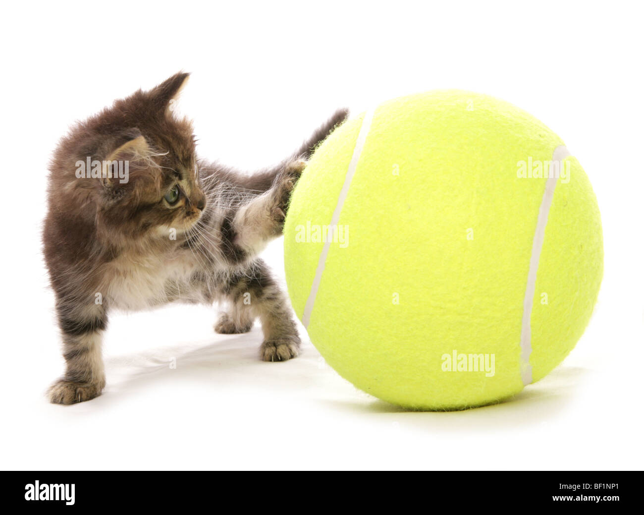 kitten with tennis ball studio portrait Stock Photo
