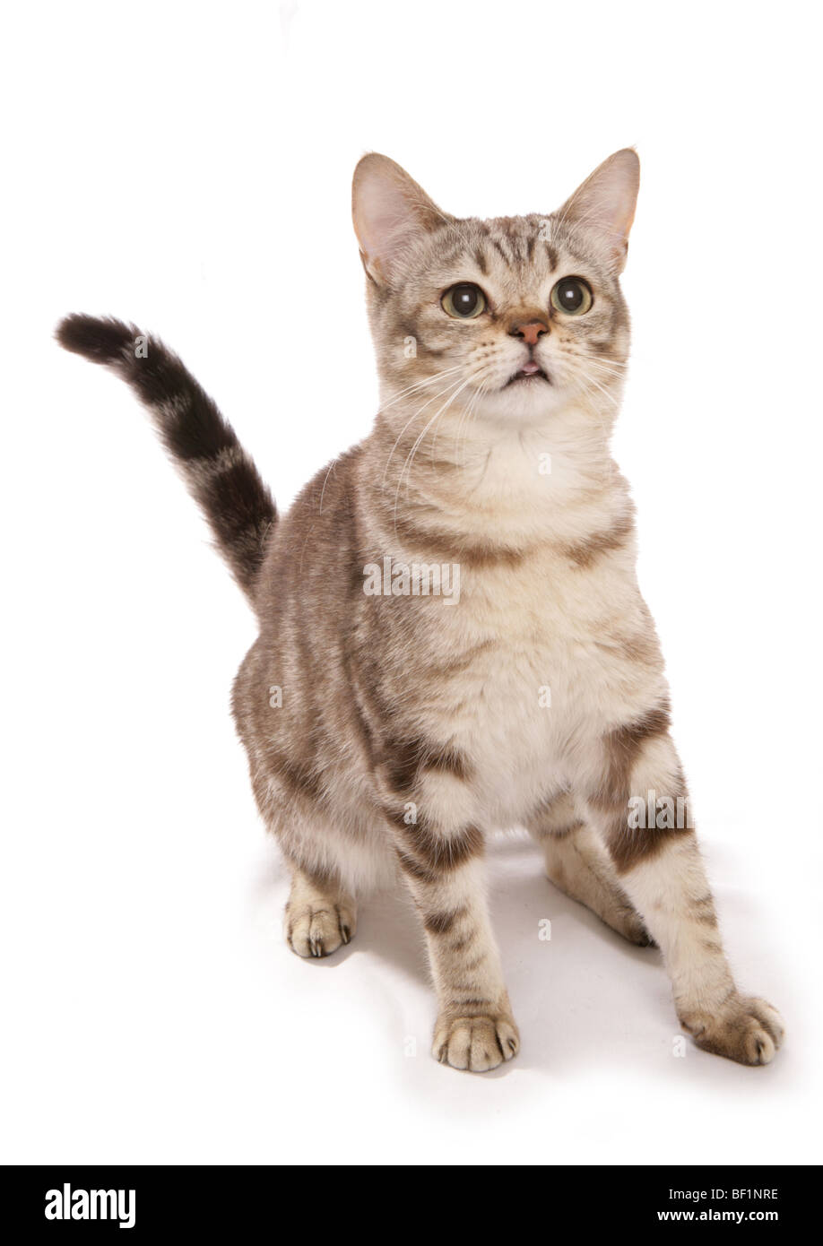 Chocolate Tabby Cat High Resolution Stock Photography and Images Alamy