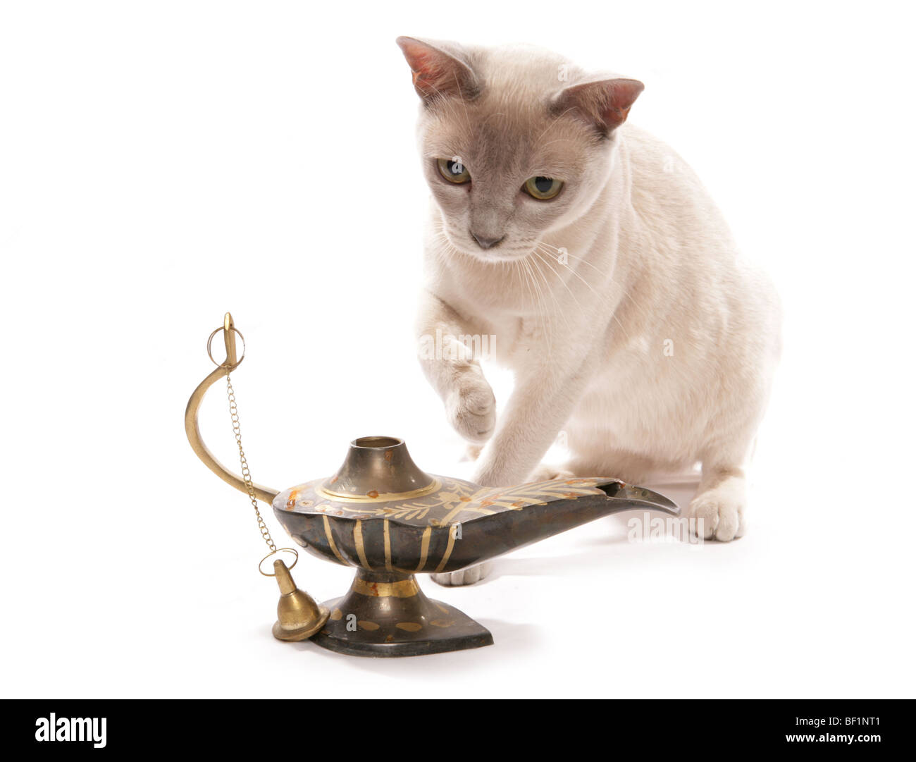 burmese cat with magic lantern studio portrait Stock Photo