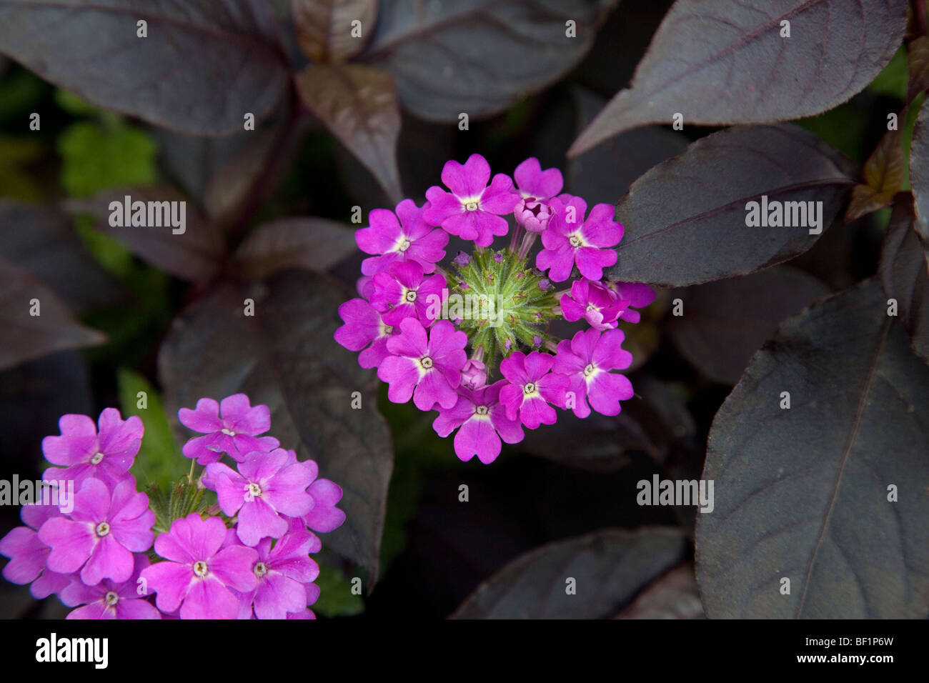 Magenta pink mauve Hydrangea sp. Stock Photo