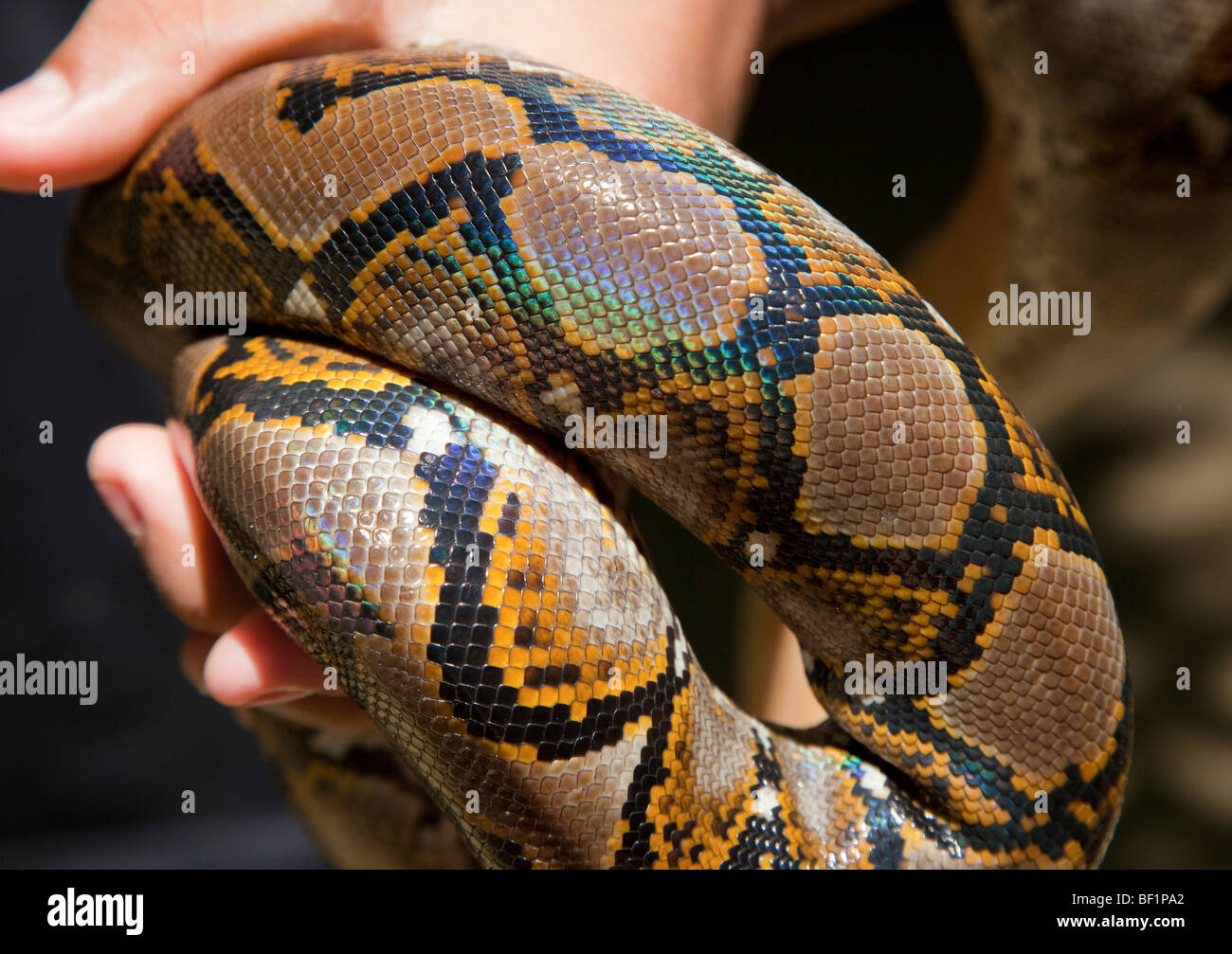 Young Burmese Python (Python molurus bivittatus) skin pattern detail ...
