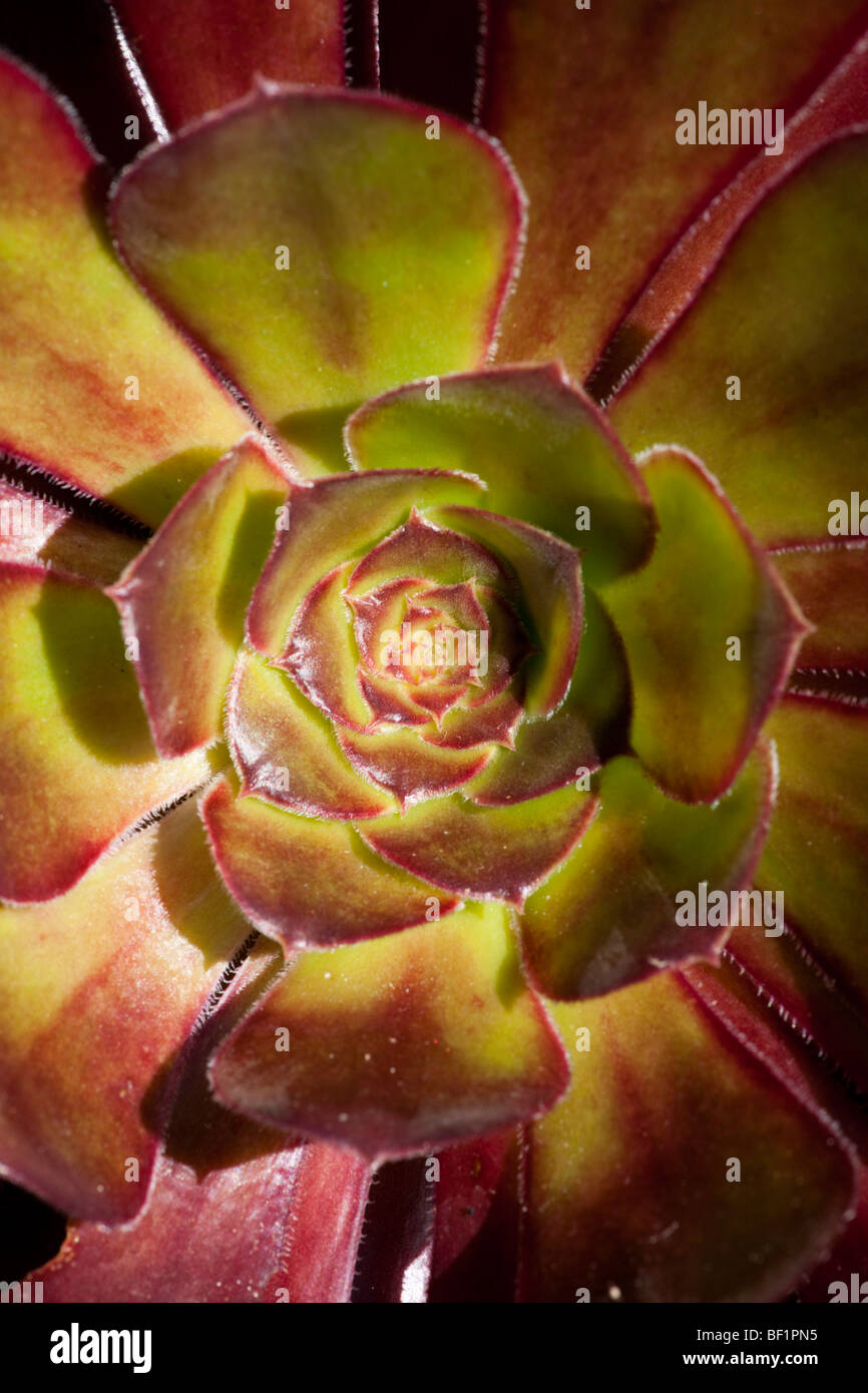 Close up of an Aeonium swartzkopf succulent in sunlight on Tresco, Isles of Scilly Stock Photo
