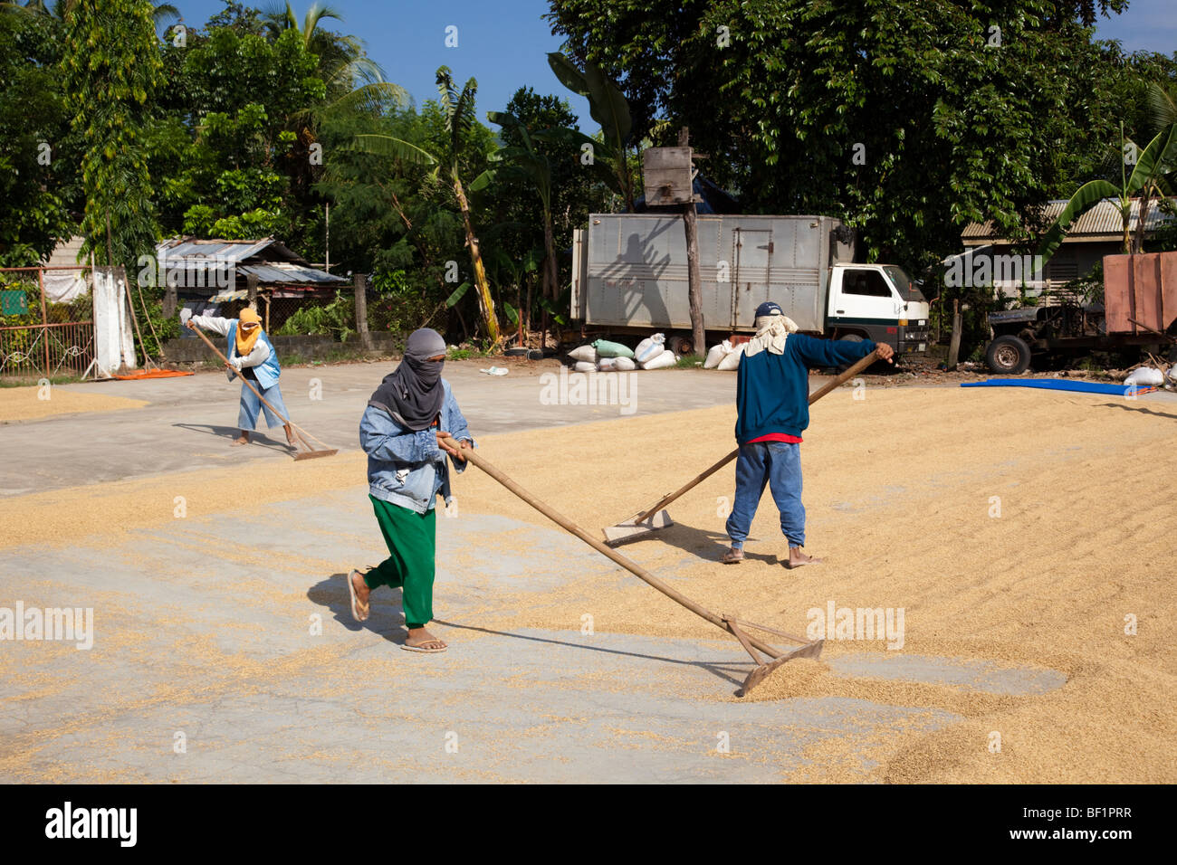 Filipino workers racking rice as it dries. Iloilo Philippines Stock Photo