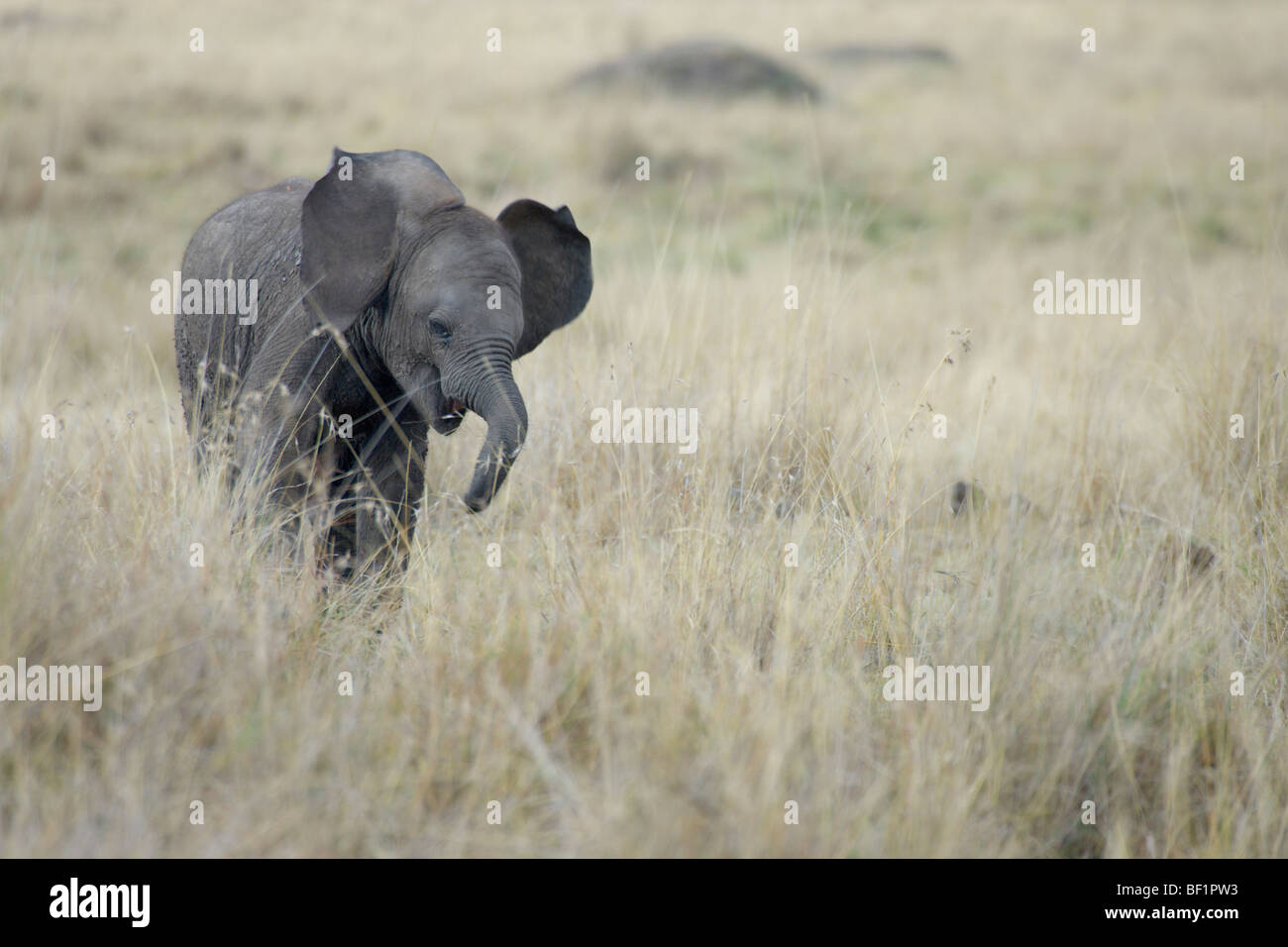Baby African Elephant, Loxodonta africana, making mock charge Stock