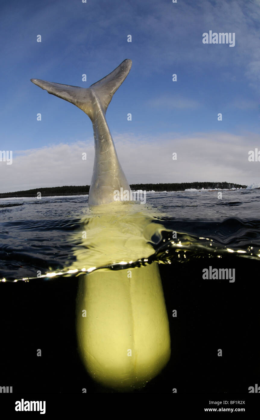 Delphinapterus leucas, White Whale, Beluga, belukha, Sea Canary, White Sea, Russia Stock Photo