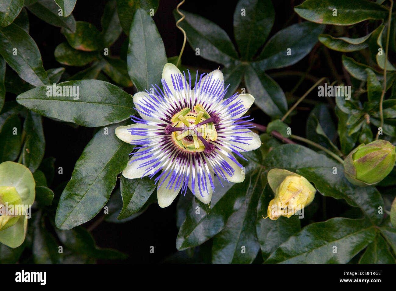 Blue Passion Flower (Passiflora coerulea) Passion flower or passion vine Stock Photo