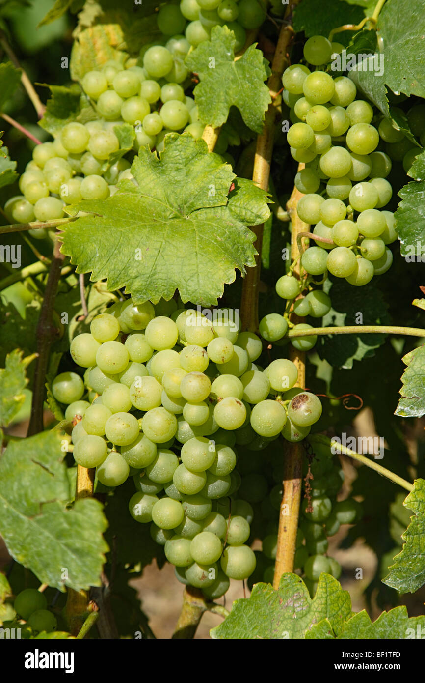 Grapes, La Cote, Canton of Vaud, Switzerland Stock Photo