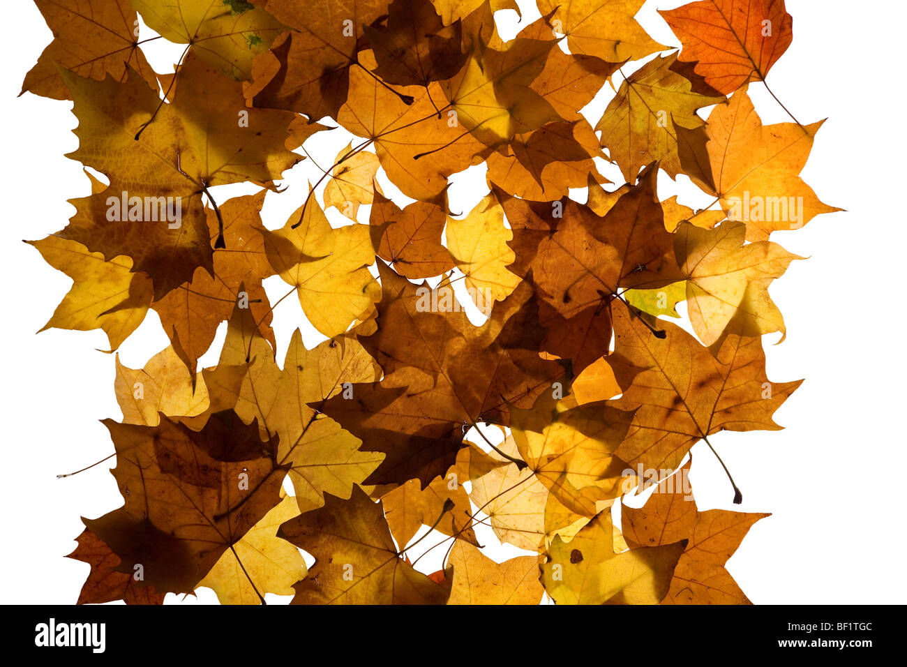 A photograph of autumn leaves on white background Stock Photo - Alamy