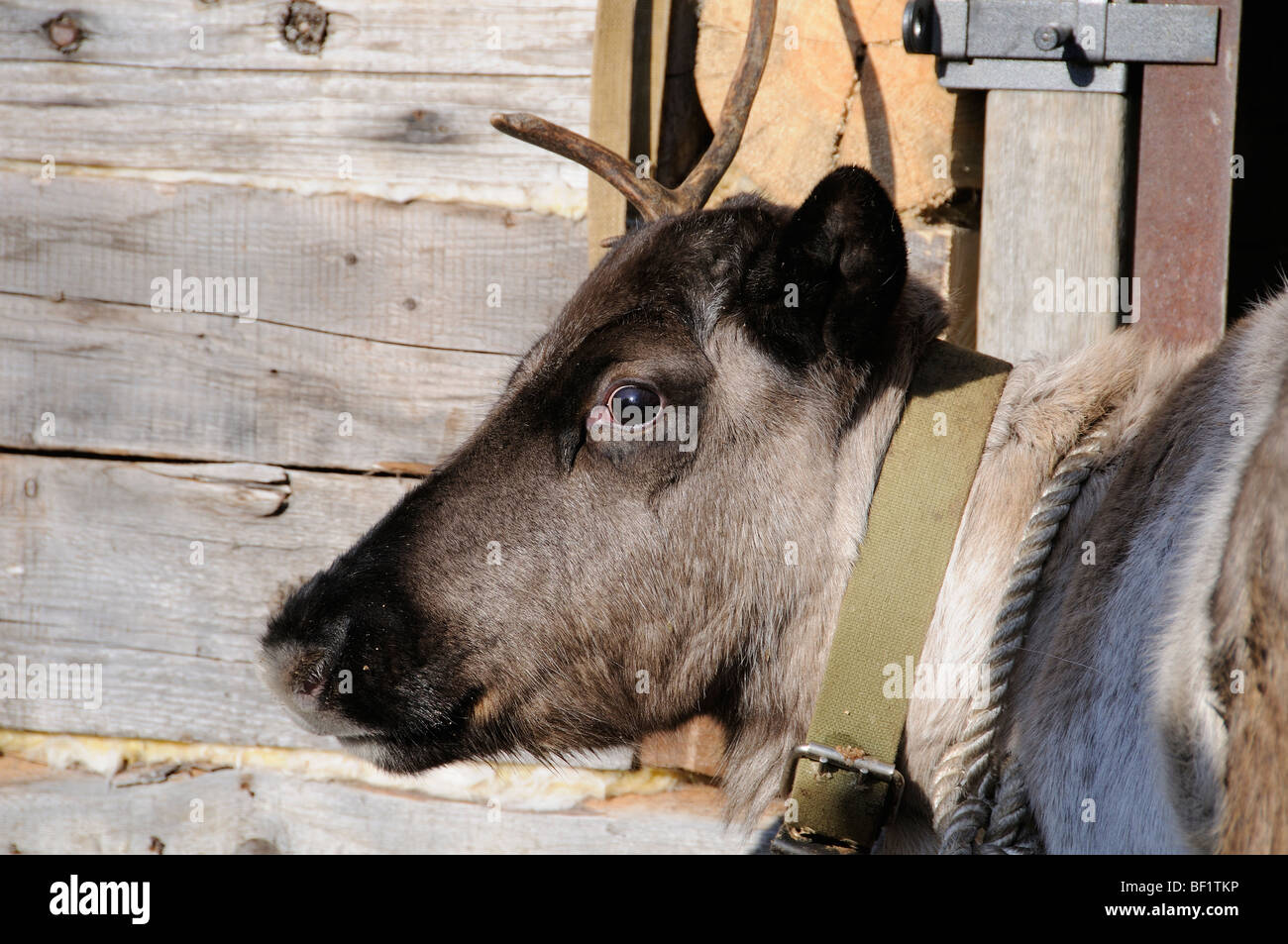 tame, tamely reindeer, Rangifer tarandus, White Sea, Russia Stock Photo